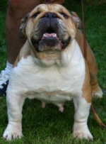 English bulldog : Eg Gyongye Chocolat